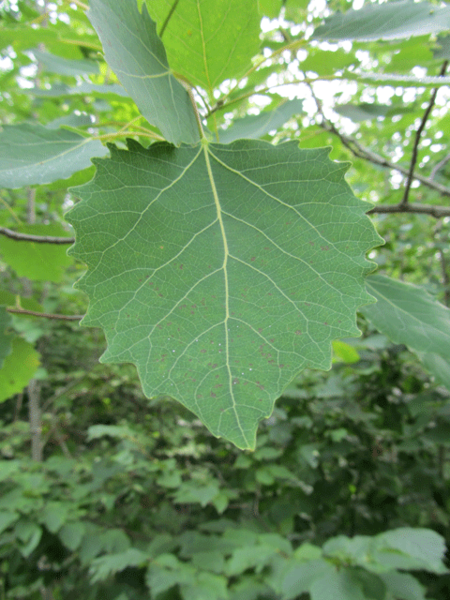 Big-Tooth-Aspen, homeredwardprice is licensed under CC BY 2.0